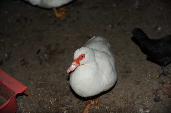 Ducks-12-20-09-95-DDeRosaPhoto.jpg