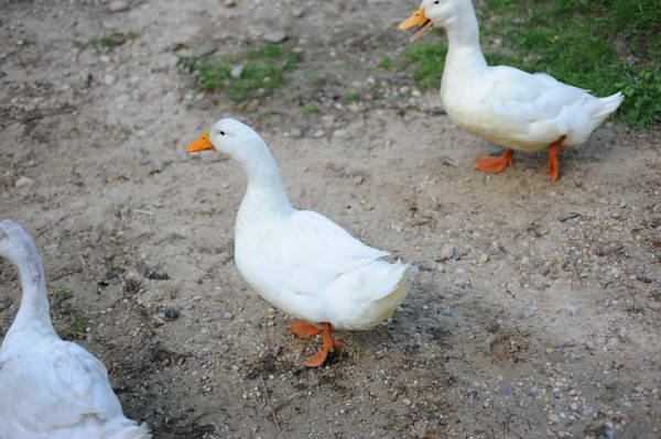 Ducks-5-14-09-028-DDeRosaPhotos.jpg