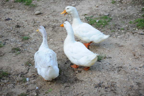 Ducks-5-14-09-029-DDeRosaPhotos.jpg