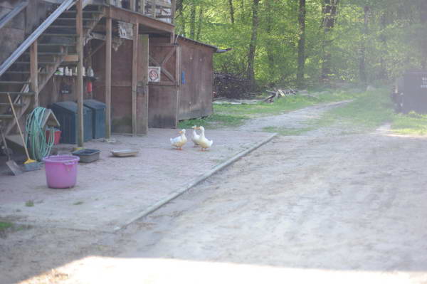Ducks-5-14-09-043-DDeRosaPhotos.jpg