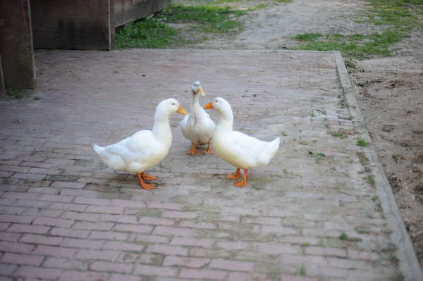 Ducks-5-14-09-051-DDeRosaPhotos.jpg