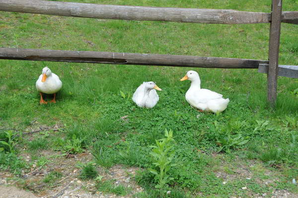 Ducks-5-14-09-080-DDeRosaPhotos.jpg