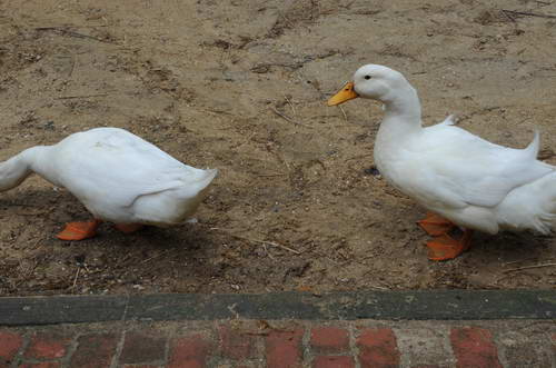 Ducks-5-14-09-108-DDeRosaPhotos.jpg