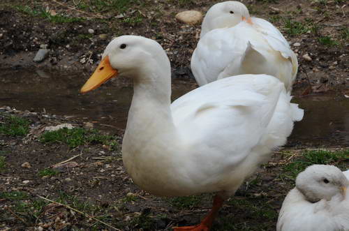 Ducks-Property-4-4-09-19-DDeRosaPhoto.jpg