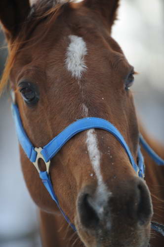 Horses-12-20-09-16-DDeRosaPhoto.jpg