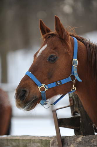 Horses-12-20-09-22-DDeRosaPhoto.jpg