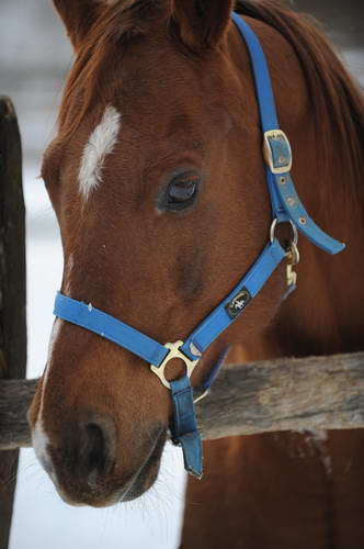 Horses-12-20-09-23-DDeRosaPhoto.jpg