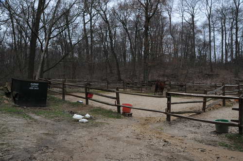 Horses-4-4-09-27-DDeRosaPhoto.jpg