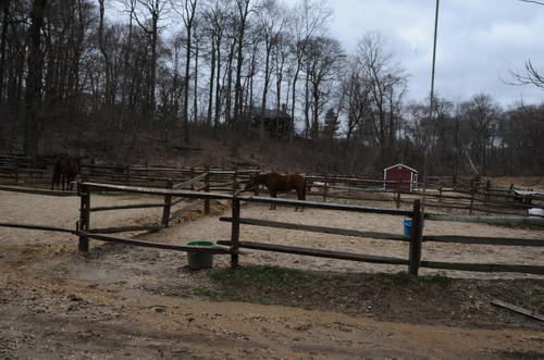 Horses-4-4-09-28-DDeRosaPhoto.jpg