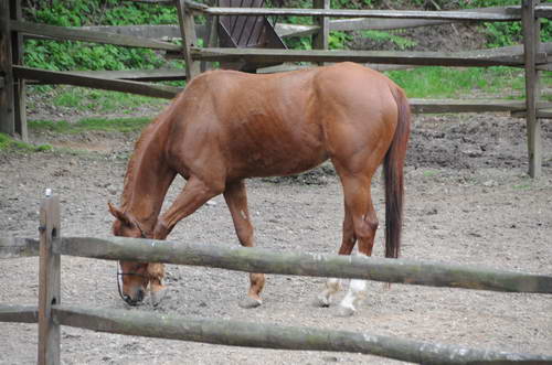 Horses-5-14-09-065-DDeRosaPhotos.jpg
