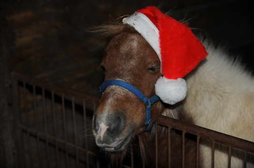 Mini-12-20-09-89-DDeRosaPhoto.jpg