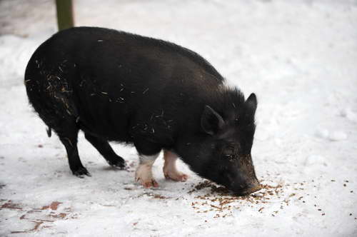 Pig-12-20-09-118-DDeRosaPhoto.jpg