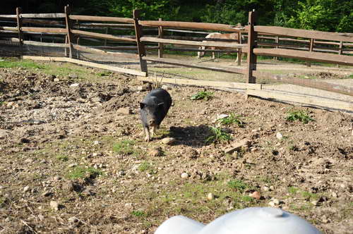 Pig-5-14-09-036-DDeRosaPhotos.jpg