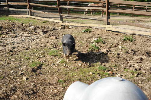 Pig-5-14-09-037-DDeRosaPhotos.jpg