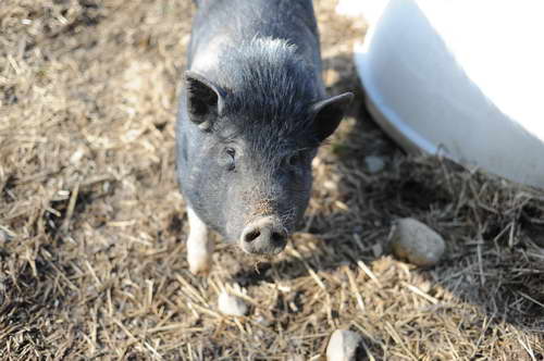 Pig-5-14-09-040-DDeRosaPhotos.jpg