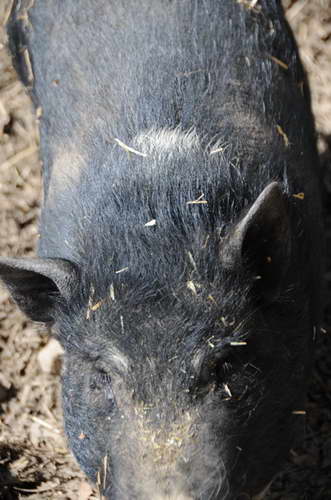 Pig-5-5-09-36-DDeRosaPhoto.jpg