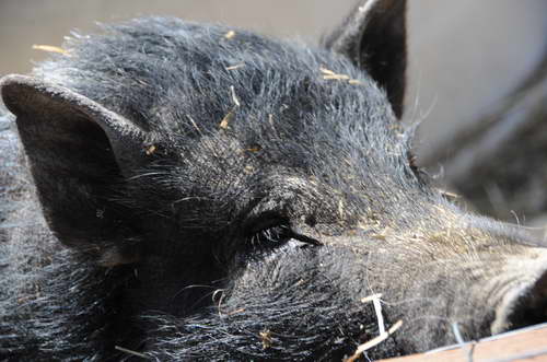 Pig-5-5-09-5-DDeRosaPhoto.jpg