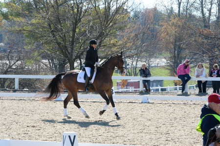 HHB-DressageFinals-11-8-13-0503-DDeRosaPhoto