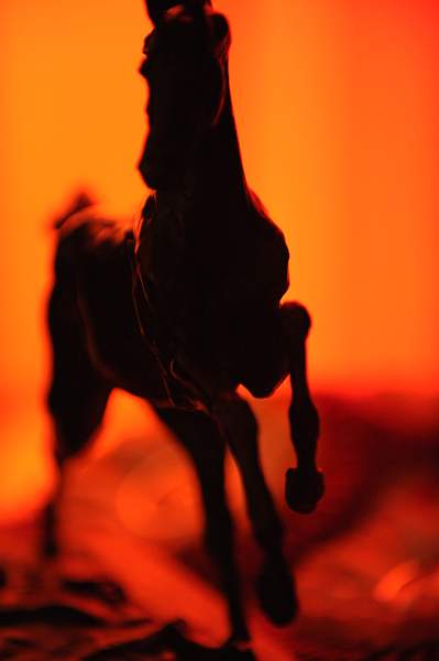 USEF-1-15-10-319-DDeRosaPhoto.jpg