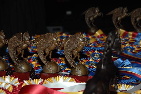 USEF-1-15-10-369-DDeRosaPhoto.jpg
