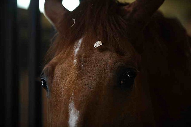 USHJA-EAP-7-12-18-5056-DDeRosaPhoto