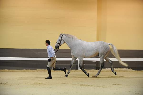 USHJA-Derby-8-19-10-Jog-DER_6831-DDeRosaPhoto.JPG