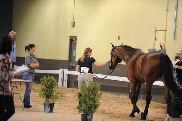 USHJA-Derby-8-19-10-Jog-DER_6913-DDeRosaPhoto.JPG