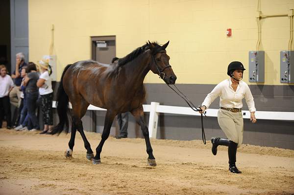 USHJA-Derby-8-19-10-Jog-DER_6935-DDeRosaPhoto.JPG
