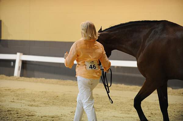USHJA-Derby-8-19-10-Jog-DER_6957-DDeRosaPhoto.JPG