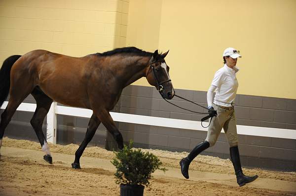 USHJA-Derby-8-19-10-Jog-DER_6965-DDeRosaPhoto.JPG