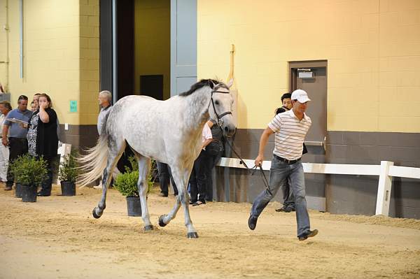 USHJA-Derby-8-19-10-Jog-DER_7085-DDeRosaPhoto.JPG