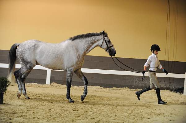 USHJA-Derby-8-19-10-Jog-DER_7100-DDeRosaPhoto.JPG