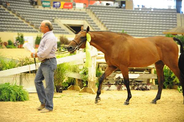 USHJA-Derby-8-20-10-DER_9089-QRnd1-Castello-JackHowell-DDeRosaPhoto.jpg