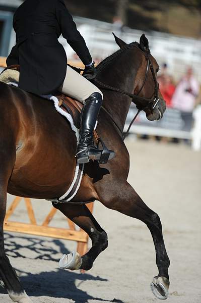 WEG3-10-6-10-Hunters-3659-DDeRosaPhoto.jpg