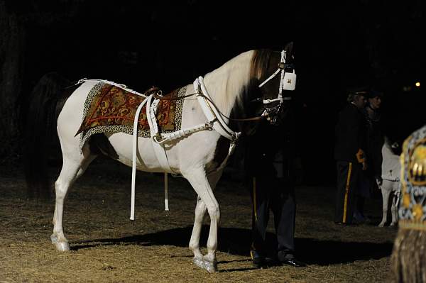 WEG1-9-22-10-Miramar_0151-DDeRosaPhoto.jpg