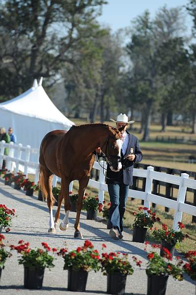 WEG1-9-29-10-EV_Jog-DSC_5463-NevilleBardos-BoydMartin-DDeRosaPhoto.jpg