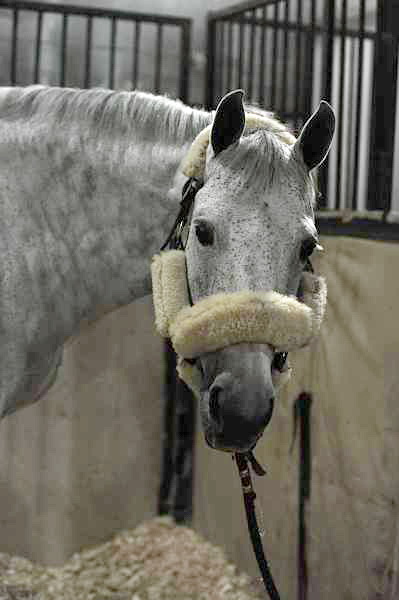 WIHS-10-25-10-Setup-0442-DDeRosaPhoto.jpg