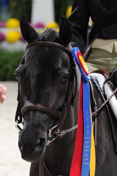 WIHS3-10-31-10-RegPnyHtrGrandChamp-Cl193-LocHtrFinals-Pny-0291-RockStar-ElizabethParent-DDeRosaPhoto.jpg