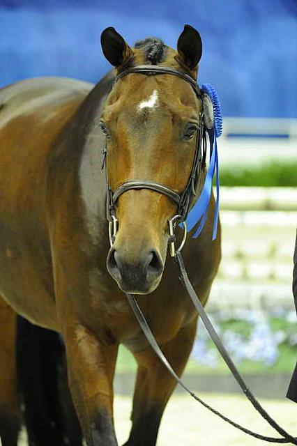 Presentations-WIHS1-10-26-10-Cl52-A-O-Htr35-U-8858-DoTell-BridgetHallman-DDeRosaPhoto.JPG