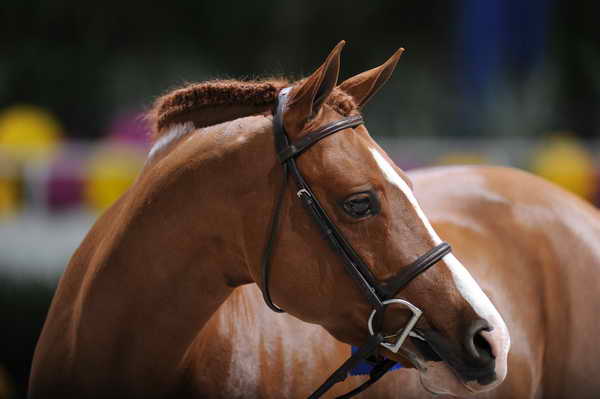 WIHS2-10-30-10-7076-EverLuvin-DDeRosaPhoto.JPG