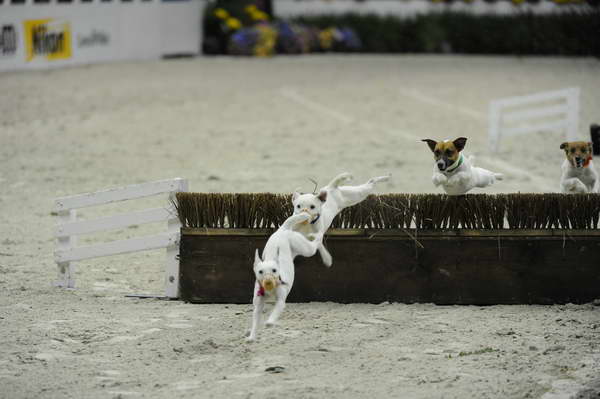 Terriers-WIHS2-10-30-10-8642-DDeRosaPhoto-crop.jpg
