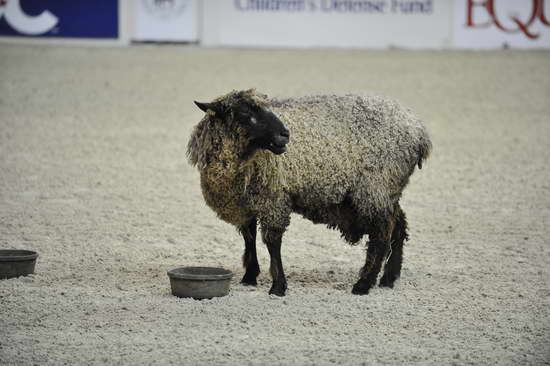 WIHS3-10-27-11-MuttonBusting-2547-DDeRosaPhoto.JPG