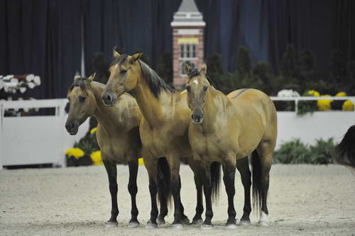 Australian-WIHS4-10-29-11-4034-DDeRosaPhoto