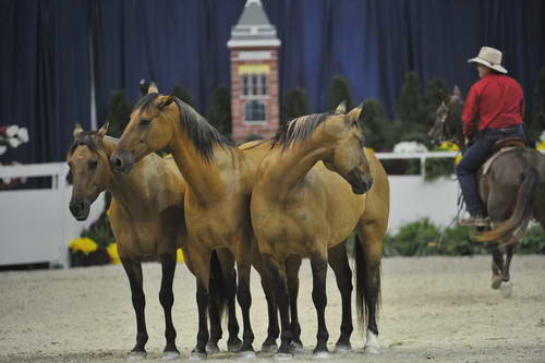 Australian-WIHS4-10-29-11-4045-DDeRosaPhoto