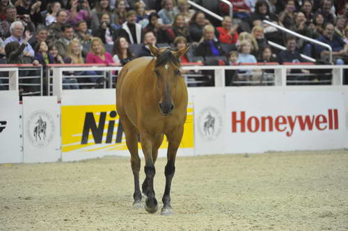 Australian-WIHS4-10-29-11-4136-DDeRosaPhoto