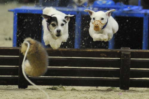 Terriers-WIHS-10-29-11-8375-DDeRosaPhoto