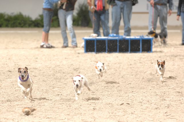 723-Terriers-WIHS-10-27-06-&copy;DeRosaPhoto.JPG