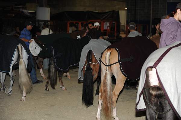 WIHS-10-24-10-DSC_9007-AroundGrounds-Indoors-DDeRosaPhoto.jpg