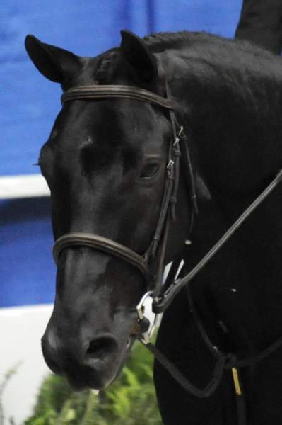 WIHS-10-23-09-SmJrHtr16-17-DSC_7899-Amalfi-DanielleCooper-Misc-DDeRosaPhoto.jpg