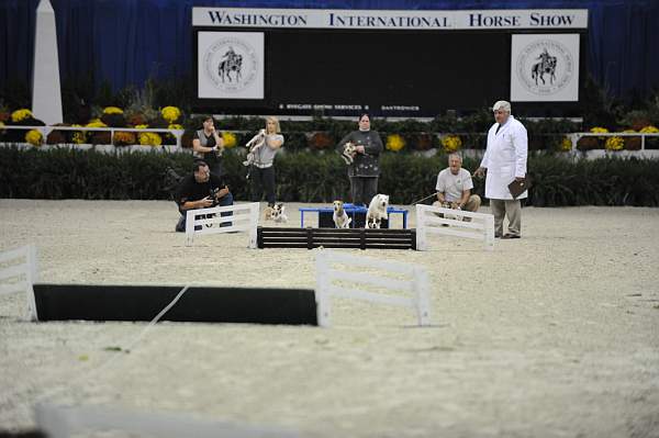 WIHS-10-22-09-DSC_6705-Terriers-DDeRosaPhoto.jpg